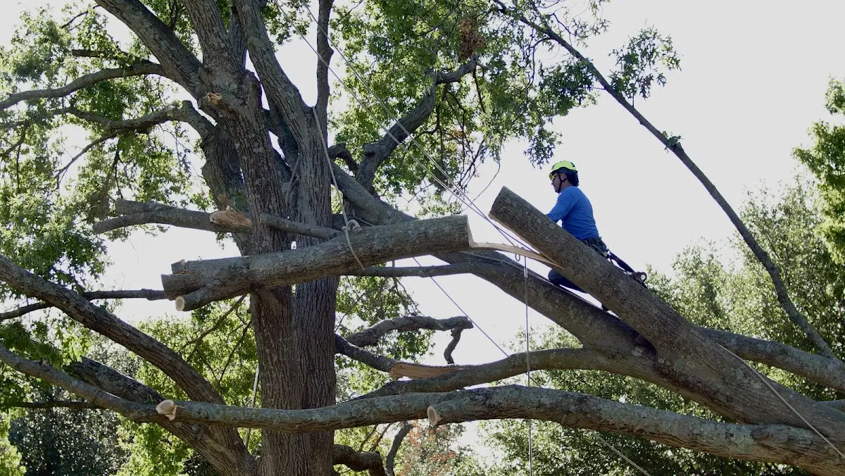 Professional Crown Thinning performed by certified arborists in Lisbon